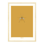 Crane Fly - A2