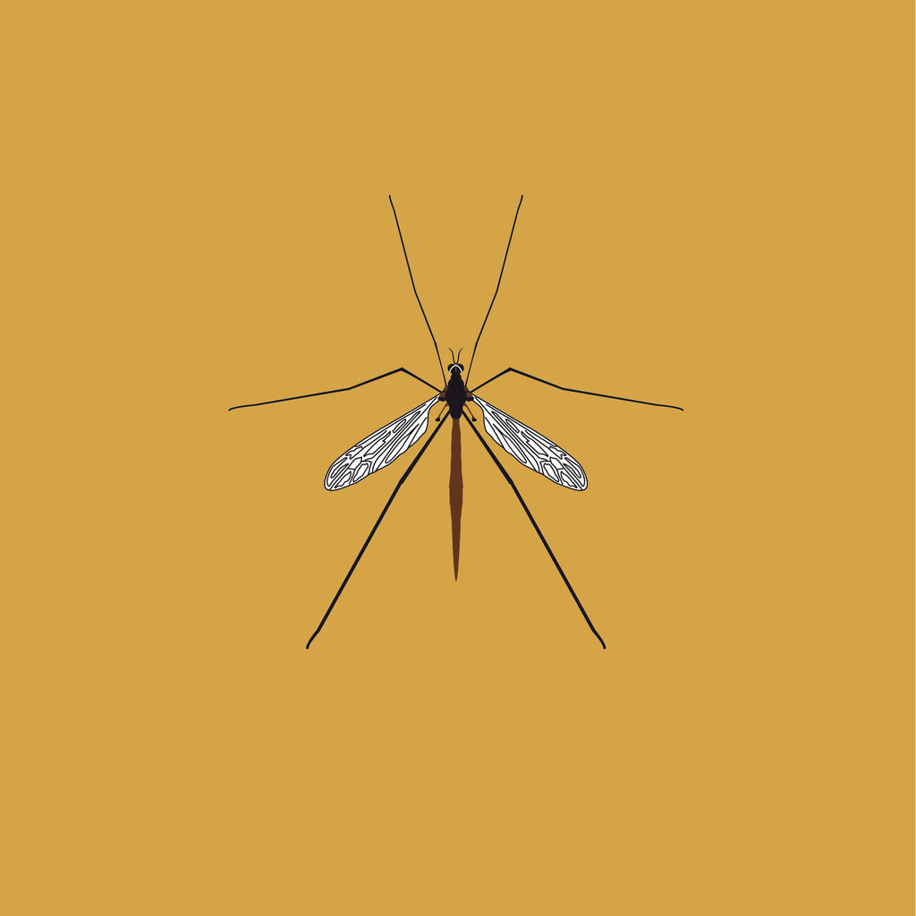 Crane Fly - A2
