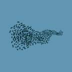 Murmuration