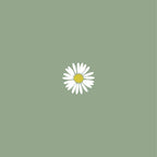 Bellis Perennis
