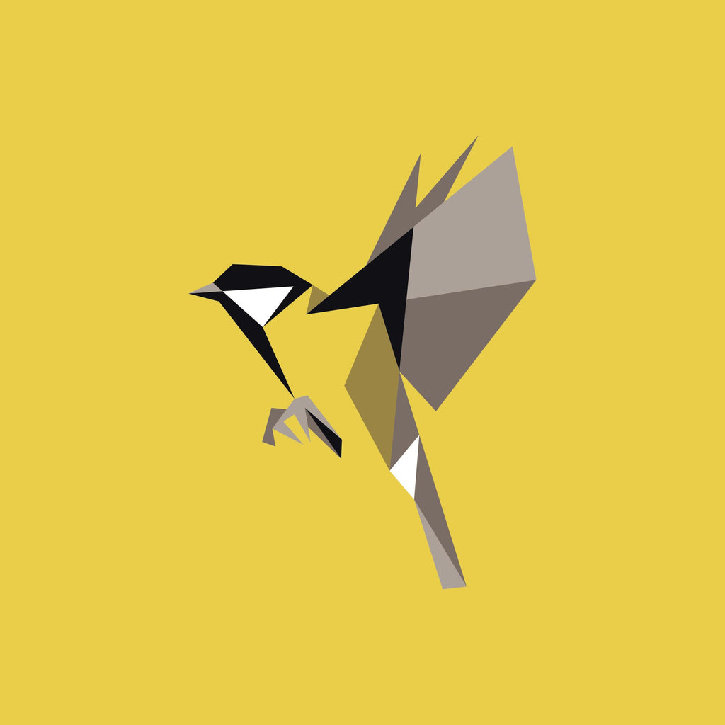 Parus Major