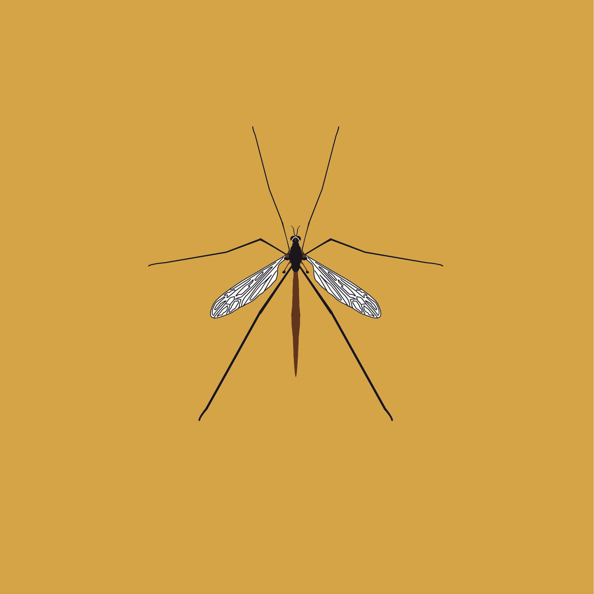 Crane Fly - A4