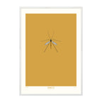 Crane Fly - A2