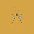 Crane Fly