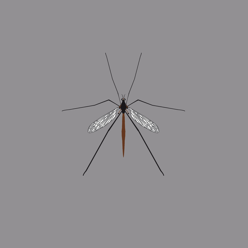 Crane Fly