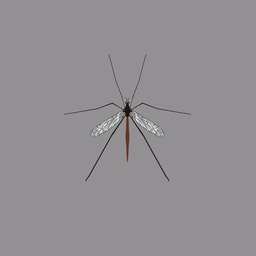 Crane Fly